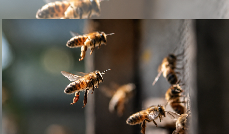 El experimento croata que convirtió a las abejas en detectoras de explosivos